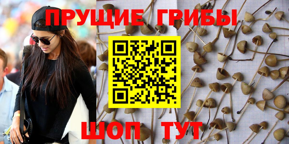 Псилоцибиновые грибы MAGIC MUSHROOMS  Псилоцибиновые грибы GOLDEN TEACHER  Дмитров  Вход с VPN 